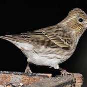 Cassin's Finch